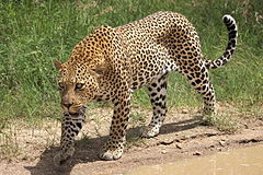 African leopard, Panthera pardus pardus, near Lake Panic, Kruger National Park, South Africa (19448654130).jpg