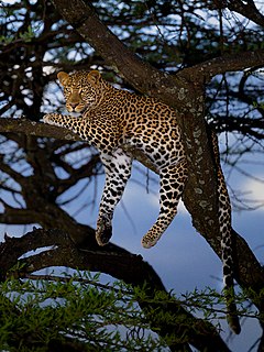 African leopard Leopard subspecies