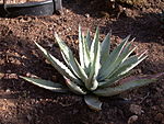 Agave parryi 20070226-1531-45. jpg