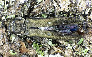 Poplar splendor beetle (Agrilus ater) on poplar bark, wing slightly unfolded