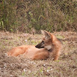 El Bestiario Paraguayo: AGUARA GUASU – Guyra Paraguay