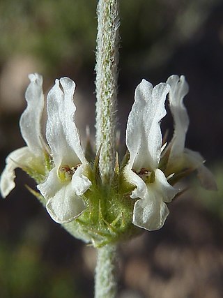 <i>Sideritis leucantha</i> Species of flowering plant