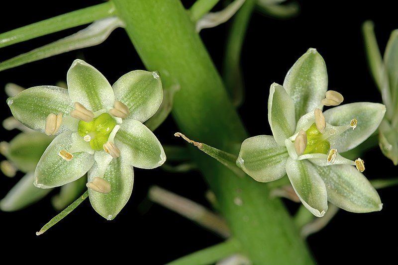 File:Albuca bracteata 1DS-II 4816.jpg