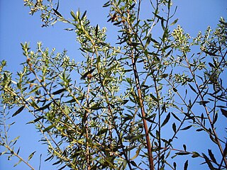 <i>Baccharis dracunculifolia</i> Species of flowering plant in the daisy family Asteraceae