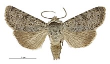 Aletia s.l. contrastans male.jpg