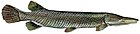 Alligator gar fish (white background).jpg