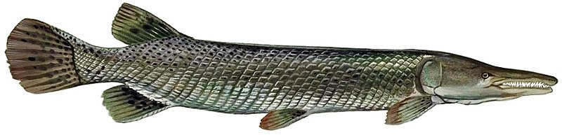 File:Alligator gar fish (white background).jpg