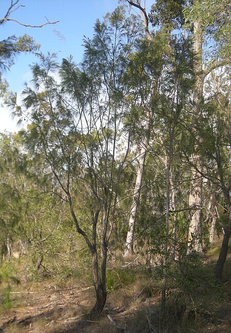 Tập_tin:Allocasuarina_torulosa_tree.jpg