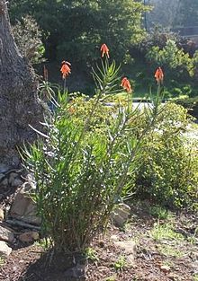 Aloe gracilis bitkisi - Güney Afrika 3.jpg