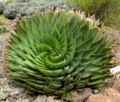 Aloe polyphylla 1.jpg