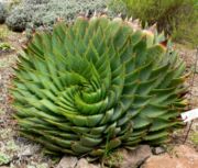 多叶芦荟（Aloe polyphylla）的螺旋狀互生（旋生）葉序