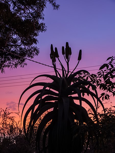 File:Aloe thraski in silhouette at sunrise 74 Sunbury St Geebung P1370558.jpg