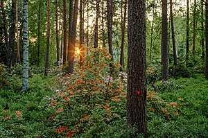 Parc des rhododendrons de Haaga