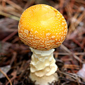 Amanita muscaria var. guessowii dont la surface du chapeau est jaune à orangé. Parc de Middlesex Fells, Massachusetts, États-Unis.