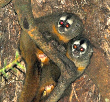 Ночные обезьяны. Перуанская мирикина. Мирикина обезьяна. • Перуанская мирикина (Aotus miconax). Мирикина обезьяна Южной Америки.