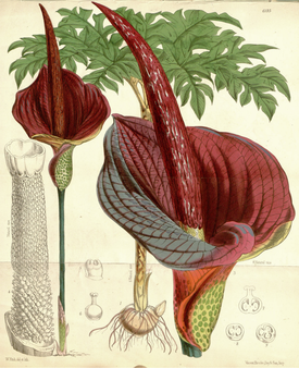 Ботаническая иллюстрация W. Fitch в «Curtis's Botanical Magazine», том 101, 1875 год