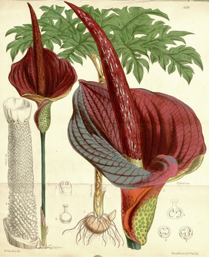 Erilaisia ​​paholaisen kielen yksityiskohtia (Amorphophallus konjac) - litografia: Walter H.Fitch