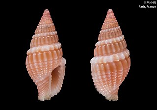 <i>Anachis vermiculucostata</i> Species of gastropod