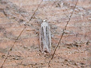 <i>Anarsia lineatella</i> Moth of the family Gelechiidae from Europe