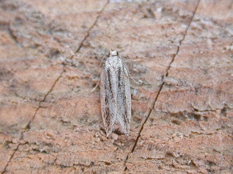 File:Anarsia lineatella.jpg