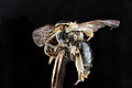 Andrena-nuda,-female,-side 2012-08-03-17.35.01-ZS-PMax (7726509286).jpg