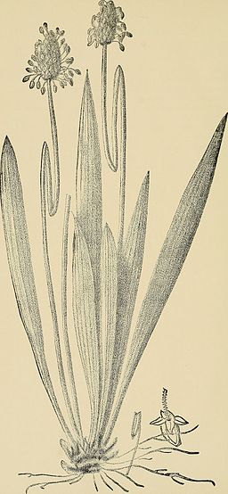 English Plantain. (Plantago lanceolata), 1890