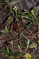 Antennaria racemosa