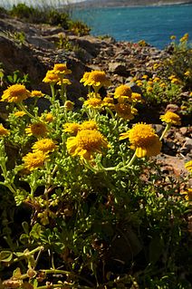 <i>Anthemis chrysantha</i> Species of flowering plant