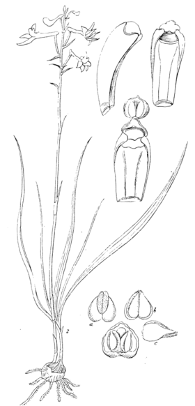 Anthogonium gracile Desenho a: W. Griffith & J. McClelland: Icones Plantarum Asiaticarum