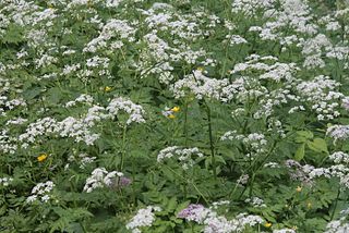 Kerbel (Anthriscus) ist eine P