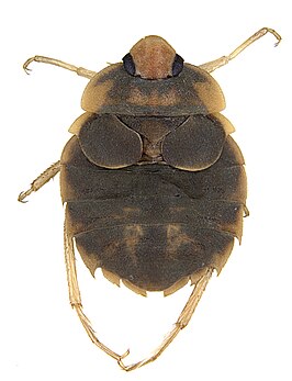 Aphelocheirus aestivalis