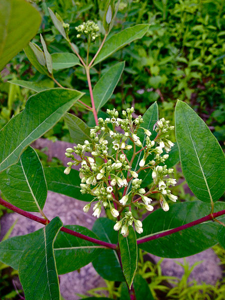 File:Apocynum cannabinum - Indian Hemp.jpg