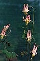 Aquilegia canadensis