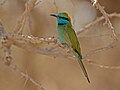 * Nomination Green bee-eater --Artemy Voikhansky 17:43, 7 October 2016 (UTC) * Promotion Good quality. --El Golli Mohamed 21:57, 7 October 2016 (UTC)