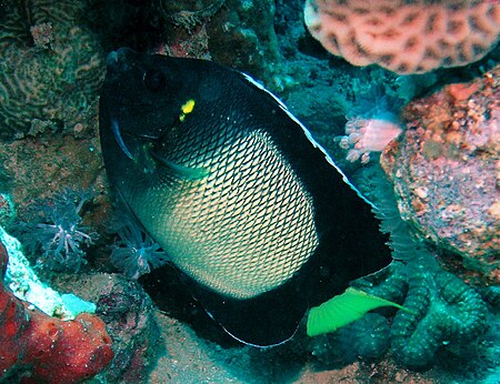 Tập_tin:Arabian_Smoke-Angelfish.jpg