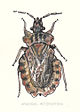 Aradidae-heteroptera.jpg