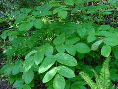 Description de l'image Aralia californica leaf.jpg.