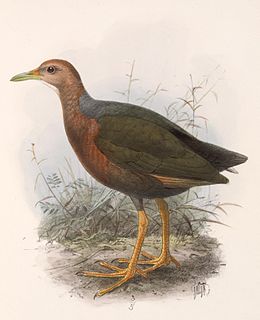 1863 in birding and ornithology