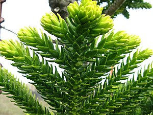 Araucaria laubenfelsii.JPG