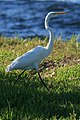 Great egret in the park