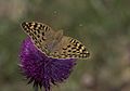 Argynnis pandora Cardinal Bahadır