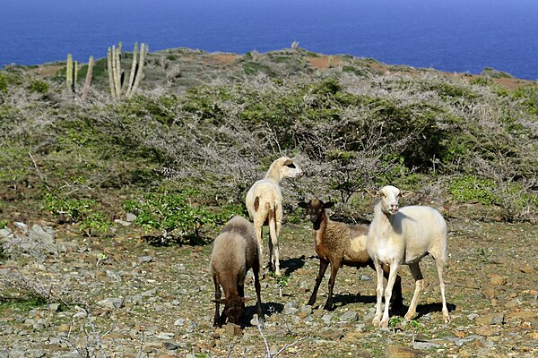 Goats in Arikok National Park