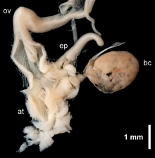 Arion occultus reproductive system.png