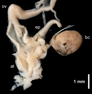 <i>Arion occultus</i> Species of gastropod