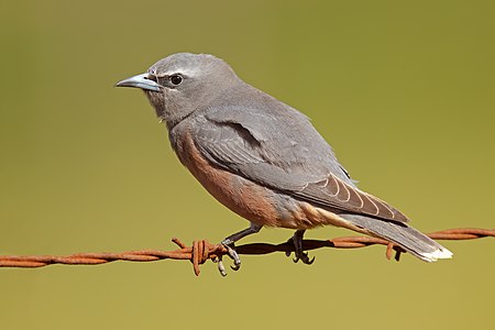 Artamus superciliosus female - Bushells Lagoon