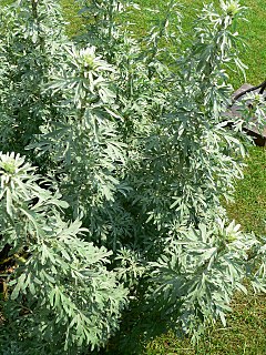 <i>Artemisia absinthium</i> Species of plant