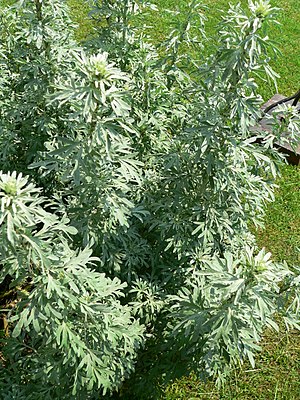 Artemisia Absinthium