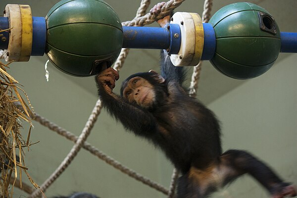 Artis Toddler chimpanzee Shangwe, playing and exploring - Artis Royal Zoo (10037534684).jpg