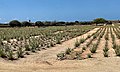 Aloe vera plantation