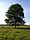 Ash Tree - geograph.org.uk - 590710.jpg